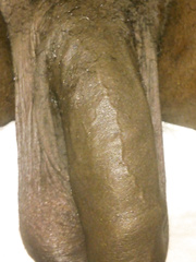 Black mamba ready for ladies willing to feel a hot hard cock in their bellies