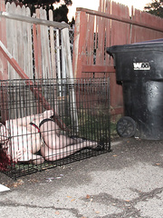 Pale redhead Andy San Dimas is freed from her cage to please her Taskmaster