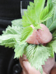 Stinging nettle Cock Fun I love the feel of it gives a real pleasure