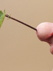 Stinging nettle Cock and urethra Fun playing with something unusual