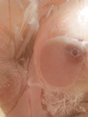 Hawt mother I'd like to fuck pornstar Hot Vanessa acquires her great large mounds soaked in the shower