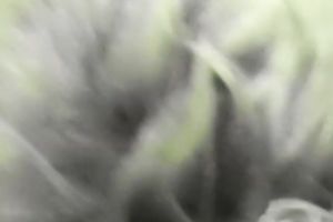 Filthy and lascivious blondie floozy receives pushed on the ottoman