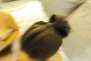 Two astonishing brunettes eat love tunnels and give a orall-service to a stud