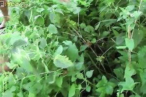 A bunch of hawt college honeys on picnic with lewd chaps