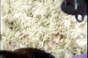 Blowing heavy shlong of my sexy boyfriend outdoors