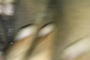 Close up homemade solo with me rubbing my non-shaved dark fur pie