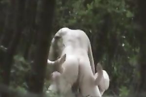 Amateur pair banging in a forest acquires caught on a hidden webcam