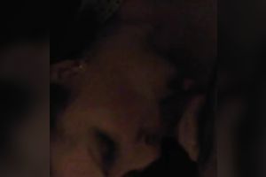 Friend's horny chubby cheating wife with large boobies was taped during her solo