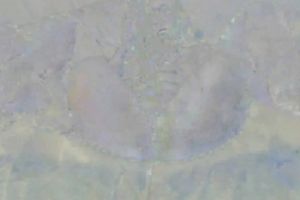 Mature slender cutie feeling great to play with a dildo