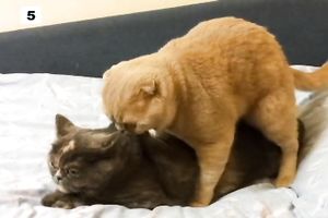 Passionate brunette wife gets her tiny anal raped violently