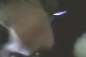 Amateur hot wife of my buddy sucks his agreeable dong nonstop