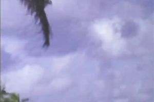 Full bodied dark whore sucks large dark 10-Pounder deepthroat