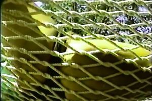 Sweet asian classic strumpet feeds on a large white pecker