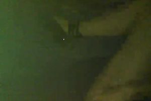 Appetizing whore with large meatballs sucks my penis like crazy