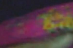 My brown skin petite Malay girlfriend and her nipp show