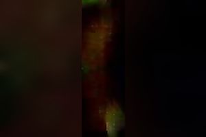 Fucking my Indonesian dark brown girlfriend in missionary style