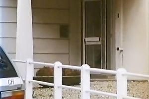 Two concupiscent harlots desire to be faicalized by one guy