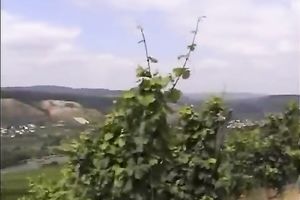 Dreamy blonde slut makes performance after test-drive