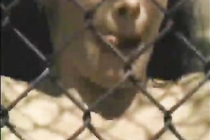 Attractive black-haired princess receives gangbanged on the tennis court