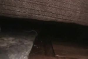 My white women looking so delightful with this babe shaves her fur pie