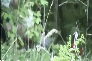 Cute juvenile white BBC slut in white tee makes water in the forest