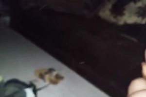 Dark haired svelte natural cute slutwife of my buddy sucked his powerful lollicock