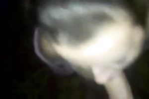 Slutty pale dark brown girlie works on my chunky large beefy rod with her throat