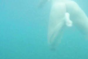 My charming slutwife swims underwater and her arse muscles work