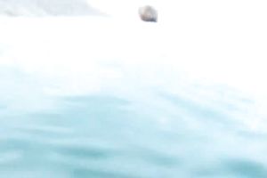 My charming slutwife swims underwater and her arse muscles work