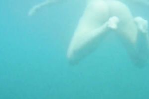 My charming slutwife swims underwater and her arse muscles work