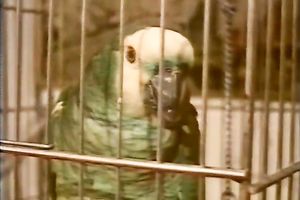 There is no thing like sex-starved nymphos that let loose