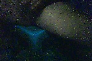 Webcam solo with a Filipina hussy toying her love tunnel