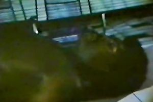 Two lascivious and lewd white honeys got their twats team-fucked really hard