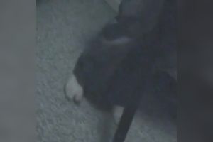 Bald dilettante guy is so hungry for the bawdy cleft of that blondie