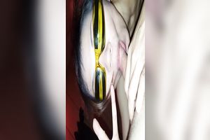 Pale nympho in weird glasses sucked my buddy's rock hard penis almost dry