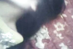 My brunette hair Indian girlfriend agreed to have sex on livecam