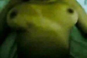 Indonesian girlfriend shakes her large natural melons when riding me