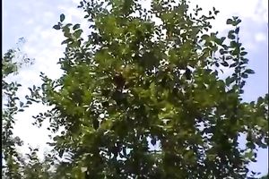 Big tit rural golden-haired hoochie sucks the large cucumber