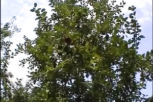 Big tit rural golden-haired hoochie sucks the large cucumber