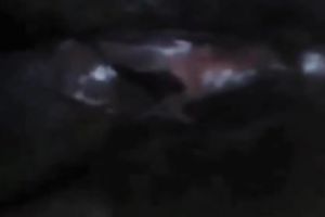 Kinky non-professional Desi hottie gives HJ and acquires drilled right in the car