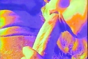 Sweet and nasty blonde white horny white wife giving astonishing head