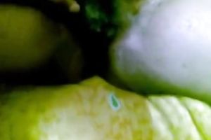 Nice fingering curly cookie of my sexy breasty Pakistani girlfriend