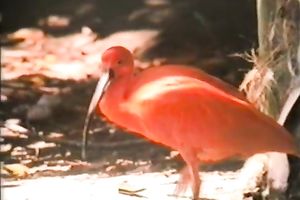 Sexy and perverted honey got her constricted and wet pussy gangbanged hard