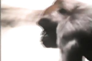 Sexy and perverted honey got her constricted and wet pussy gangbanged hard