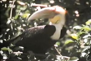 Sexy and perverted honey got her constricted and wet pussy gangbanged hard