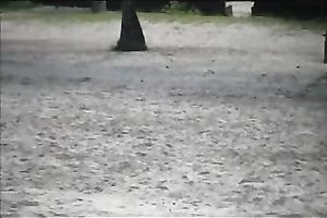 Beautiful diminutive dark brown on the beach attracts my attention