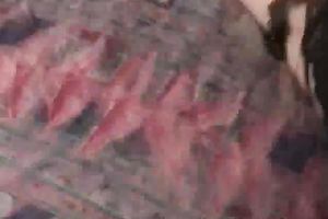 Kinky non-professional GF called Barbara want to blow her BF's corpulent rock hard cock