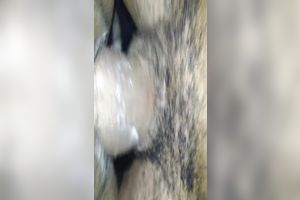 Strong dark dong permeated hungry cooch of lusty whorable wifey