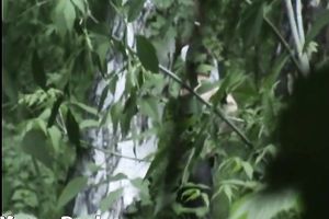 Blonde white Russian housewife in the high grass squats and piddles