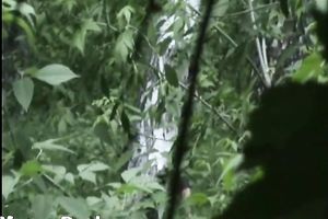 Blonde white Russian housewife in the high grass squats and piddles